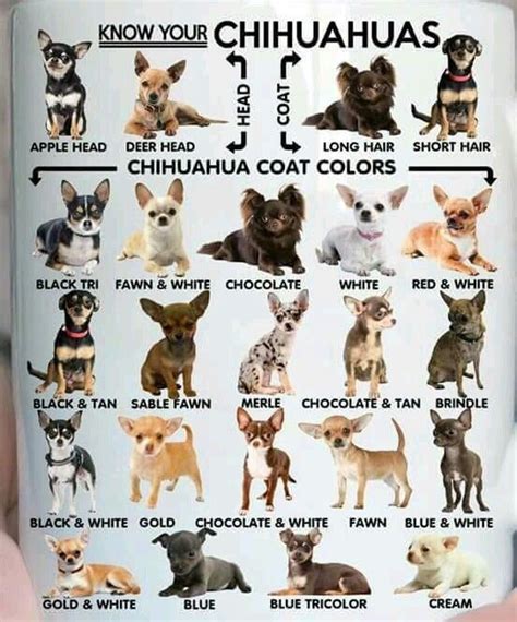 Chihuahua Size Chart - Pets Lovers