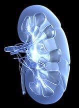 Renal Venogram