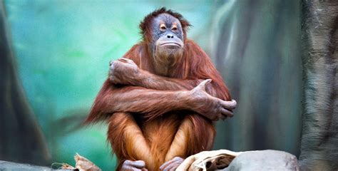 Orangutan Wallpapers - Wallpaper Cave