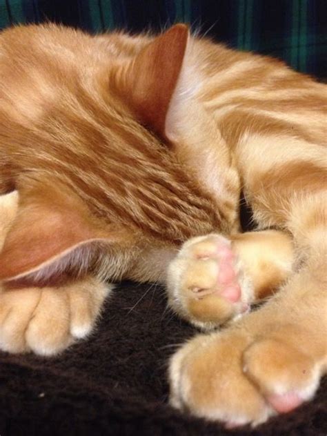 Tiger cats is there a domestic tiger cat breed – Artofit