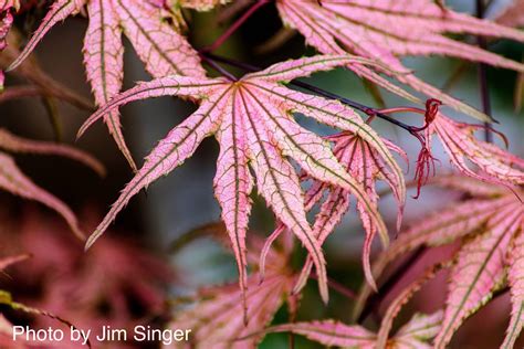 Buy Dwarf Japanese Maples — Mr Maple │ Buy Japanese Maple Trees