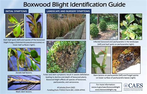 Watch for Boxwood Blight this Spring! - Van Zelst