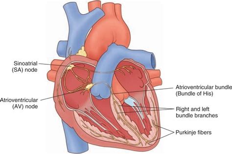 Conduction system of the heart Diagram | Quizlet