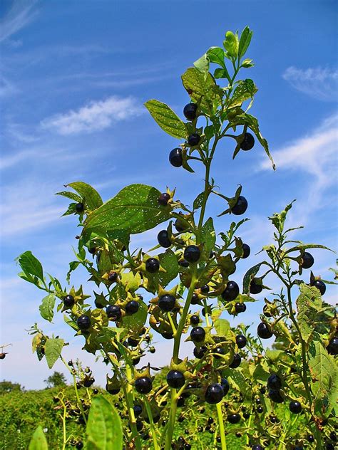 Category:Atropa belladonna - Wikimedia Commons