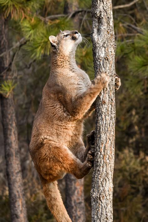 Montana Wildlife and Landscape Expedition - The Photo Classroom