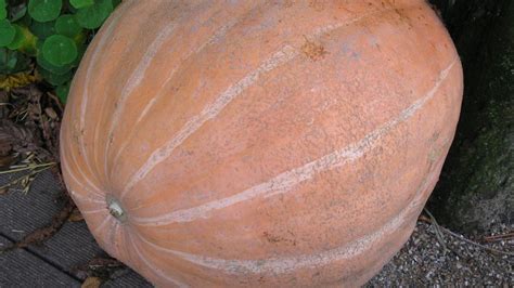 Atlantic Giant | SeedCom