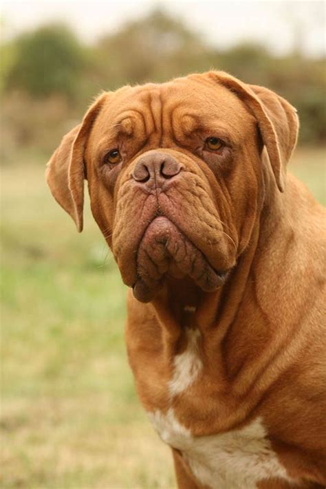 Dogue de Bordeaux Dog Breed Information | French mastiff dog, Mastiff ...