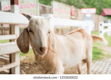 Cute Baby Goat Farm Stock Photo 1255830022 | Shutterstock