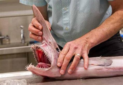 'Alien of the Deep': Rare Goblin Shark Found off Australia