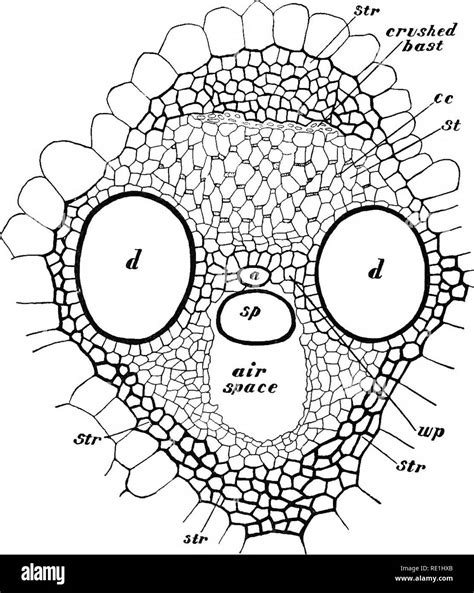 tracheid stock  tracheid stock images alamy