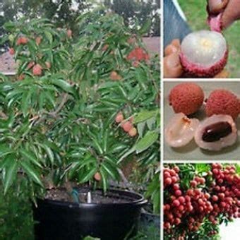 budidaya buah leci  rumah bibit