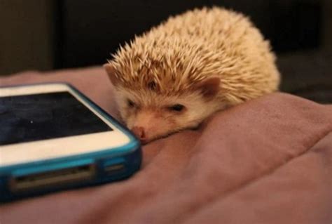 Ten Animals on the Phone Running Up Your Phone Bill