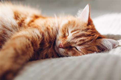 What's Up With All Those Cat Naps? - Modern Cat