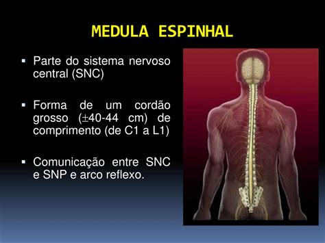 Medula Espinhal E Medula Ossea - PPT - MEDULA ESPINHAL PowerPoint Presentation, free download - ID:731648