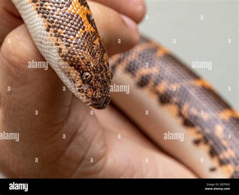 Arabian sand boa hi-res stock photography and images - Alamy