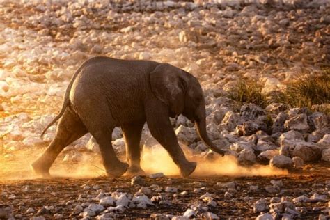 How Fast Can Elephant Run? • Support Wild