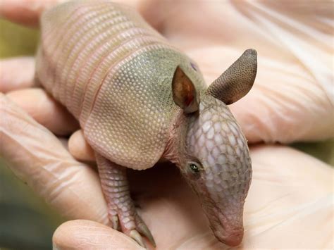 armadillo pets