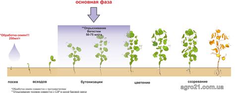 Вегестим. Схема застосування стимулятору росту рослин на посівах гороху