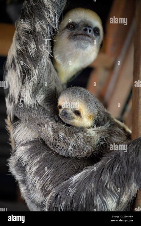 Pale Throated Sloth High Resolution Stock Photography and Images - Alamy