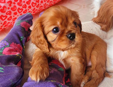 faithful friends cavaliers cavalier king charles spaniel puppies  sale  castorland ny
