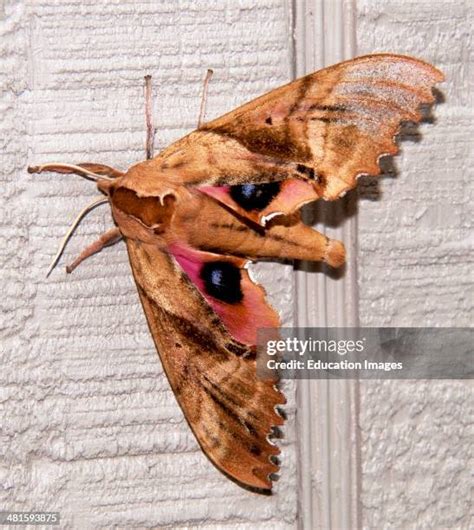 251 Sphinx Moths Sphinx Moth Stock Photos, High-Res Pictures, and ...