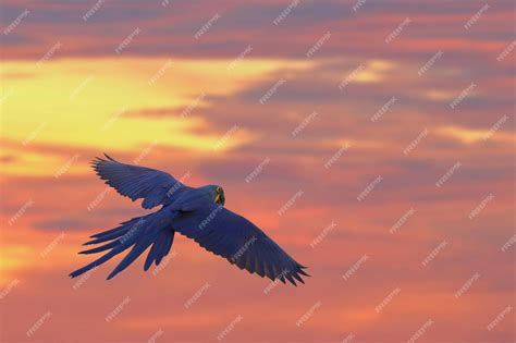 Premium Photo | Hyacinth macaw flying in beautiful sky at sunset