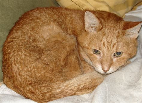 Cat In Pain Symptoms at Henry Lymburner blog