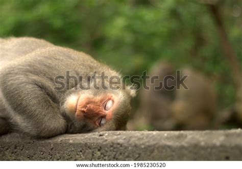 thousand monkey sleeping royalty  images stock