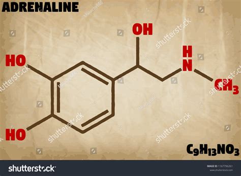 Detailed Infographic Illustration Molecule Adrenaline Stock Vector ...