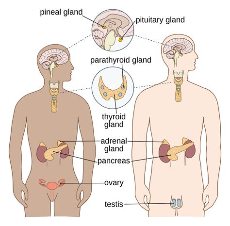 Endocrine system - Wikipedia