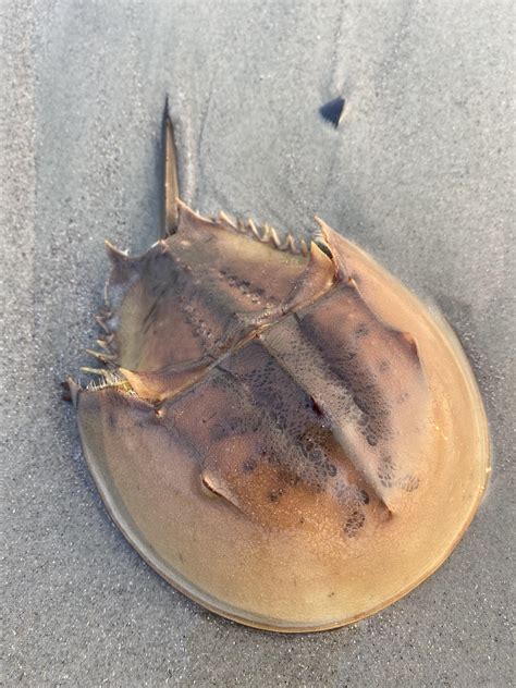 Horseshoe Crab Bite