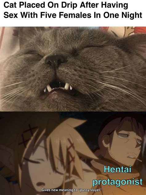2667 best Feline images on Pholder | Bossfight, People Fucking Dying