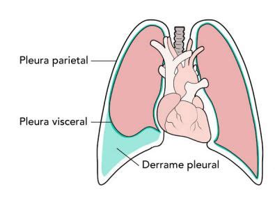 Pleura Visceral E Parietal - Resumo de Pleura: anatomia, função e mais!