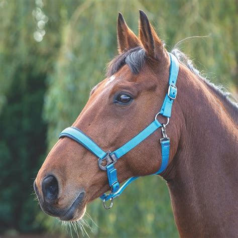 padded headcollar lawrie  symington country supplies
