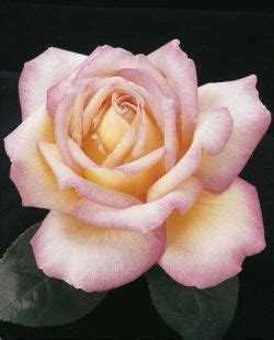 rose list jericho nursery peace hybrid tea roses weeks