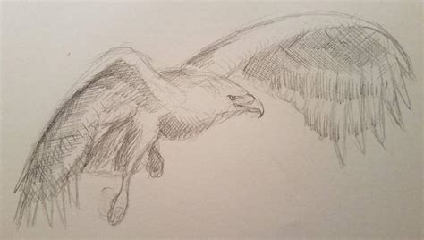 7 minute Haast's eagle by SpinoSushi on DeviantArt