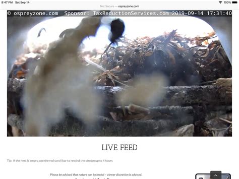 Osprey Zone - Live Osprey Cam - North Fork, Long Island, New York