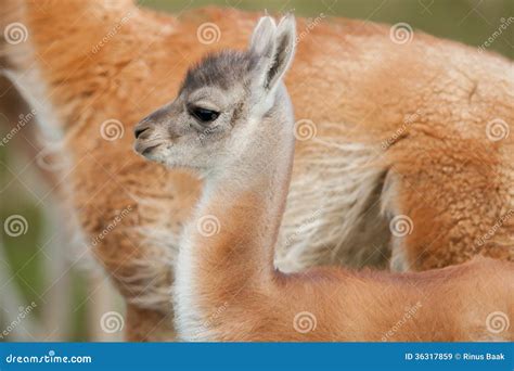 guanaco stock photo cartoondealercom