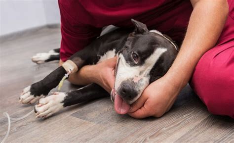 What Are The Signs Of Distemper In Dogs