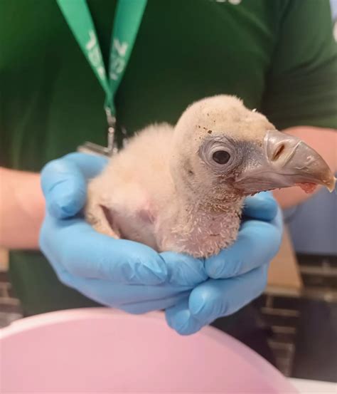 The Science of Saving Species | The Zoological Society of London