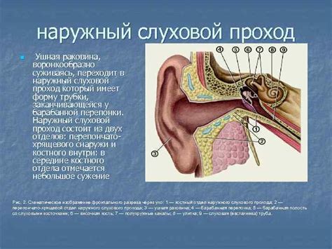 Строение Функции наружного уха и его возрастные особенности