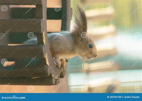portrait   squirrel   wooden wheel stock photo image  eating