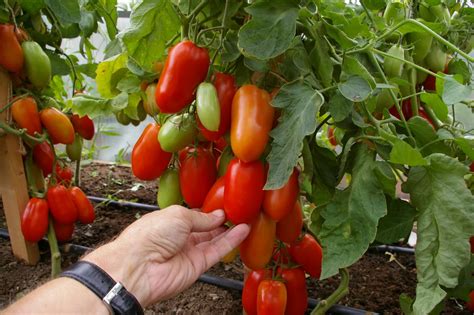 Томаты фирмы Партнер | tomatland.ru