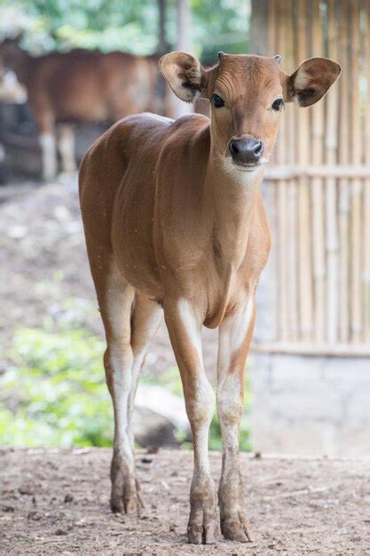 premium photo indonesia  close  portrait