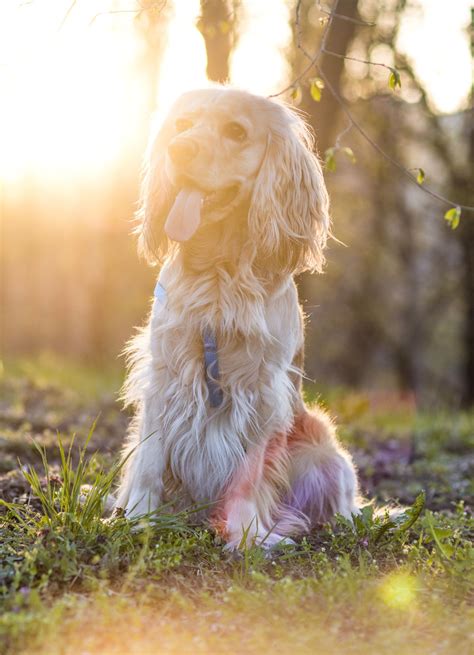 Spaniel Have A Nice Day