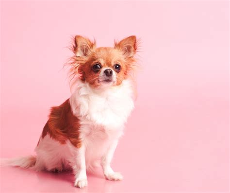 Criadores de perros Toy