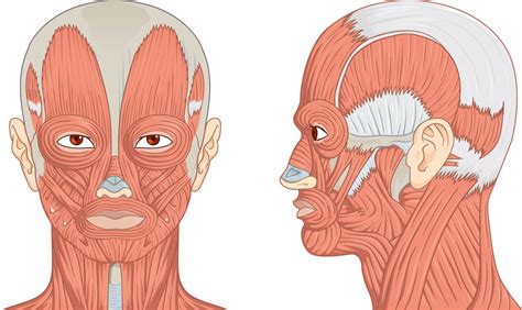 Anatomy: Muscles of the Head Diagram | Quizlet