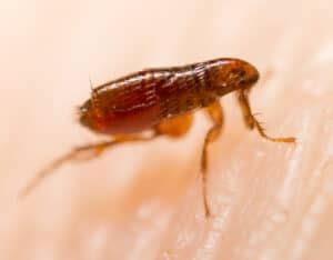 how to know if you have fleas in your house