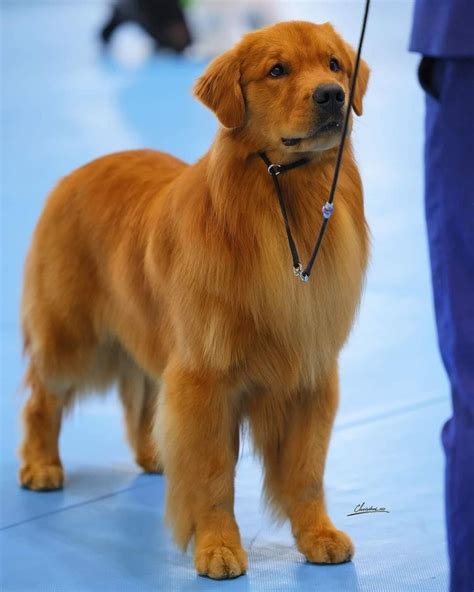 golden retriever names artofit