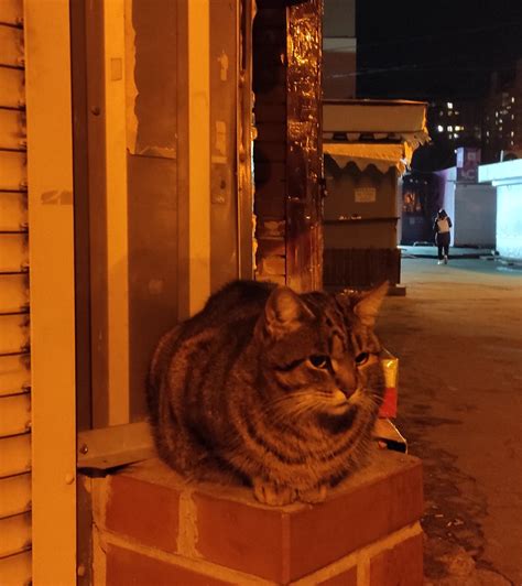 отелла (@_otella_) / Twitter